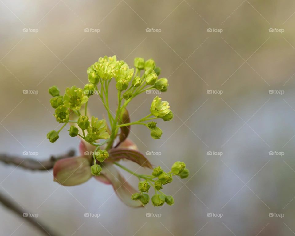 Maple tree blossoms