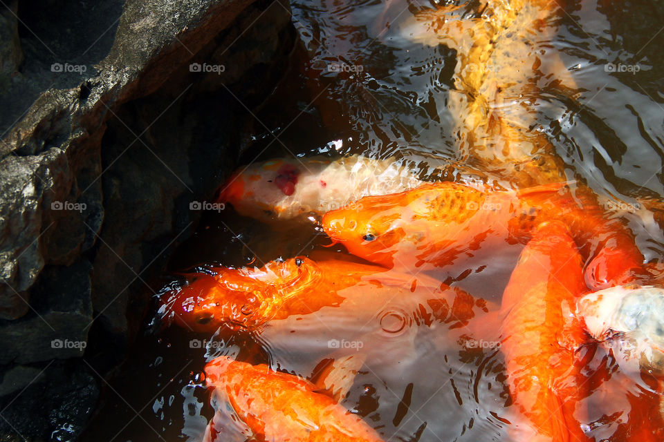 Yuyuan garden coi fish. Coi fish at a feeding place in yuyuan garden, shanghai, china.