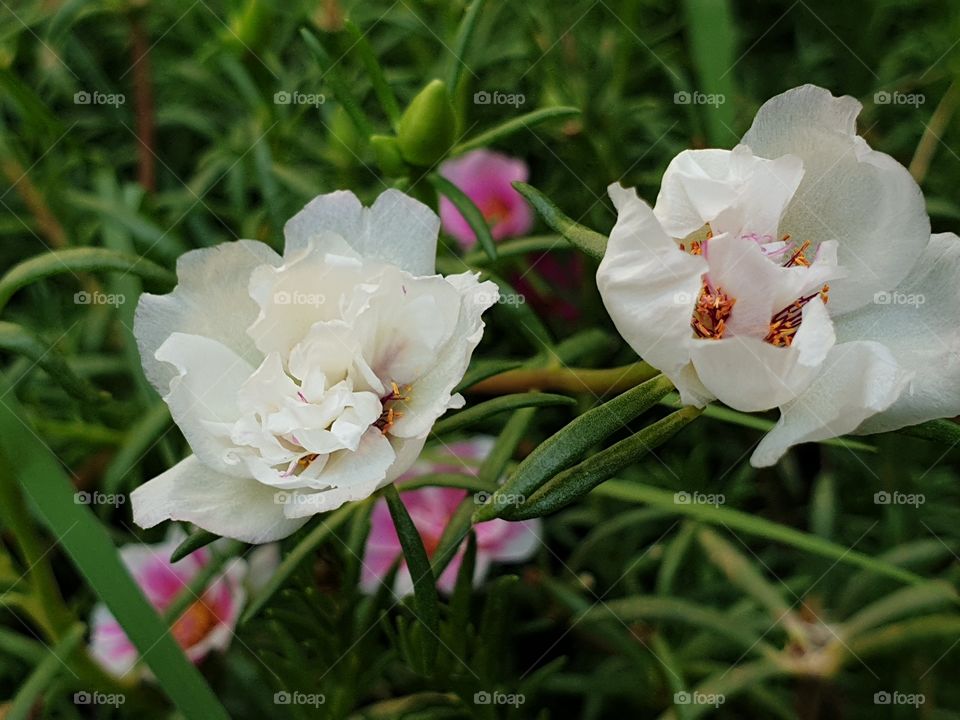 beautiful flowers in my garden