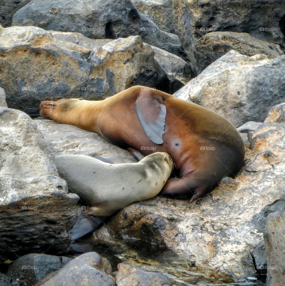 Galapagos sea lion nursing