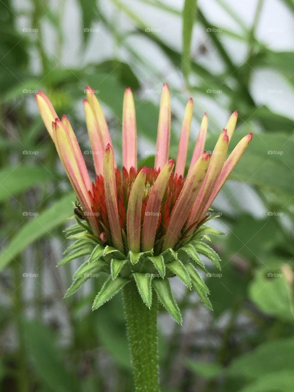 Queen echinacea