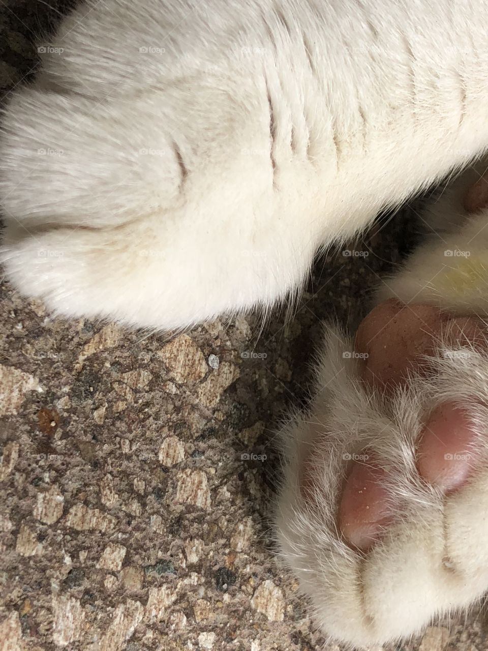 Cute kitty feet with pink paw pads