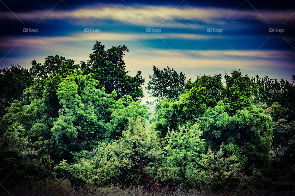 break in the treeline