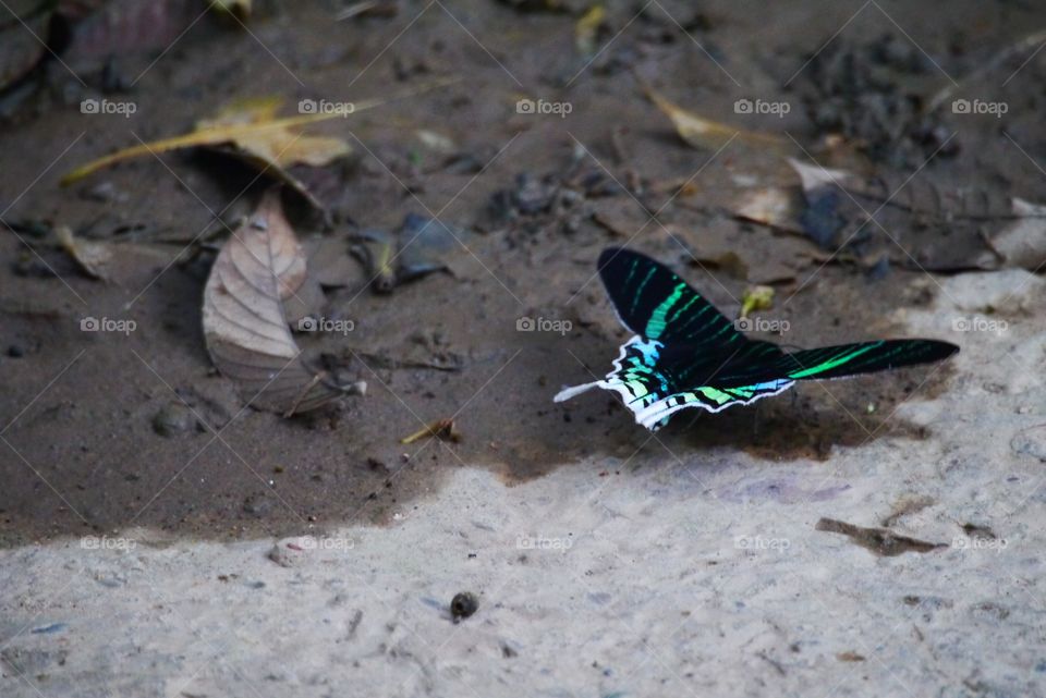 Nature, Wildlife, No Person, Outdoors, Butterfly