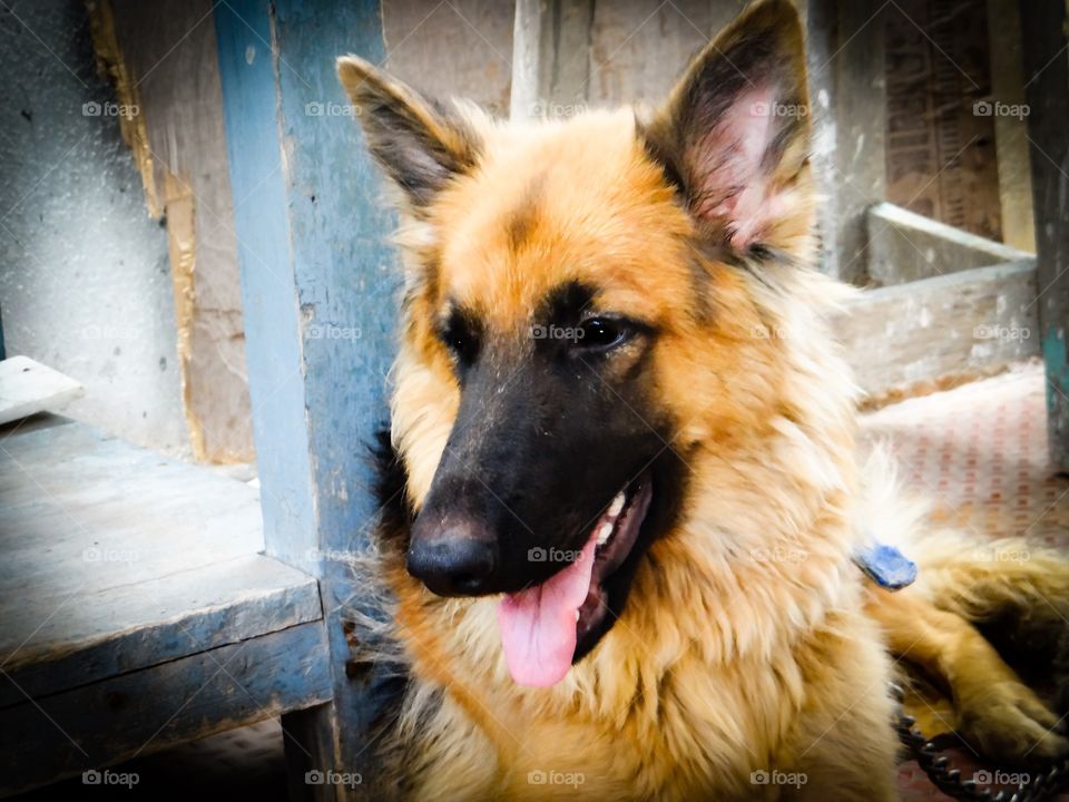 German shepherd 