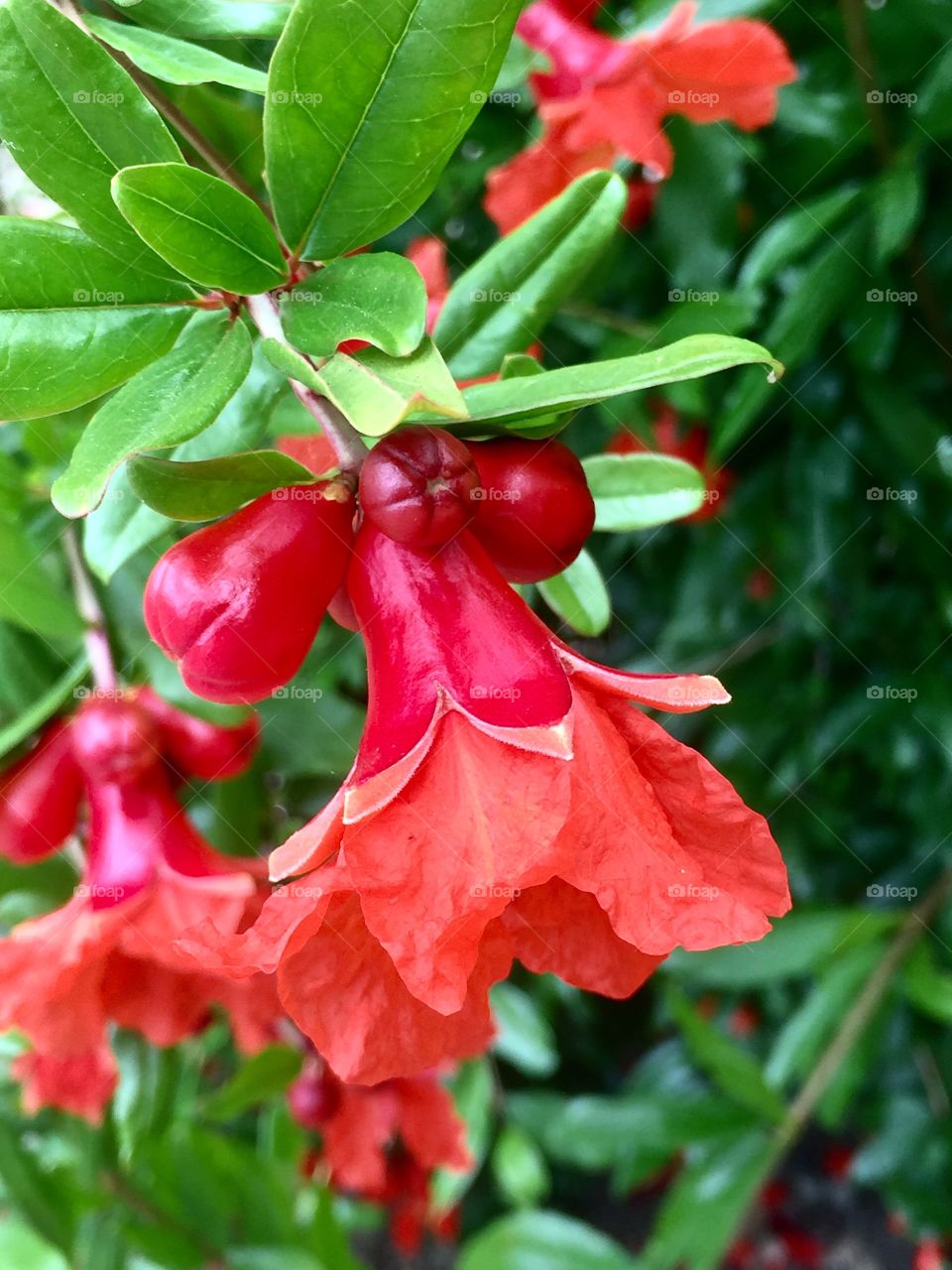 Blooming Pomegranate 