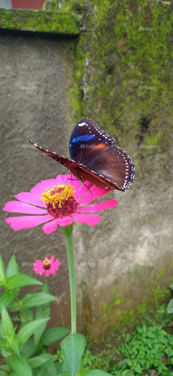 Beautiful butterfly with beautiful color perched on flower