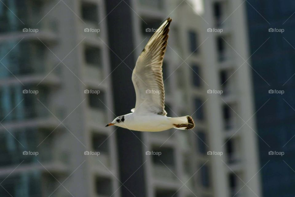 California seagulls soaring amongst the buildings in Bahrain