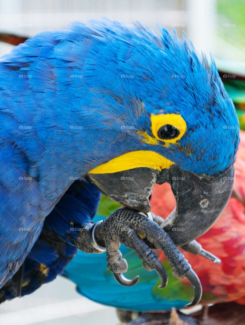 Blue parrot