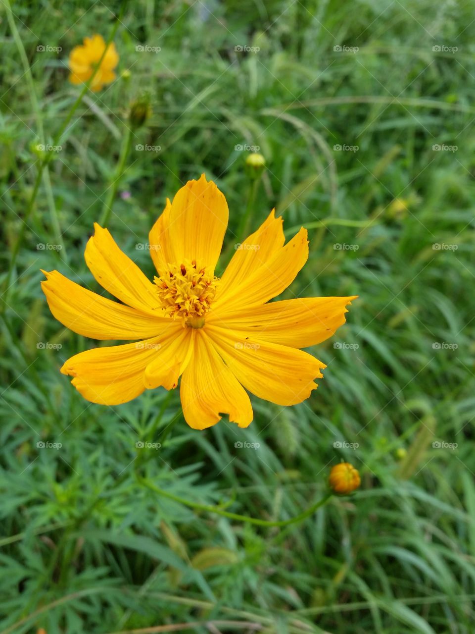 Yellow flower Cosmos