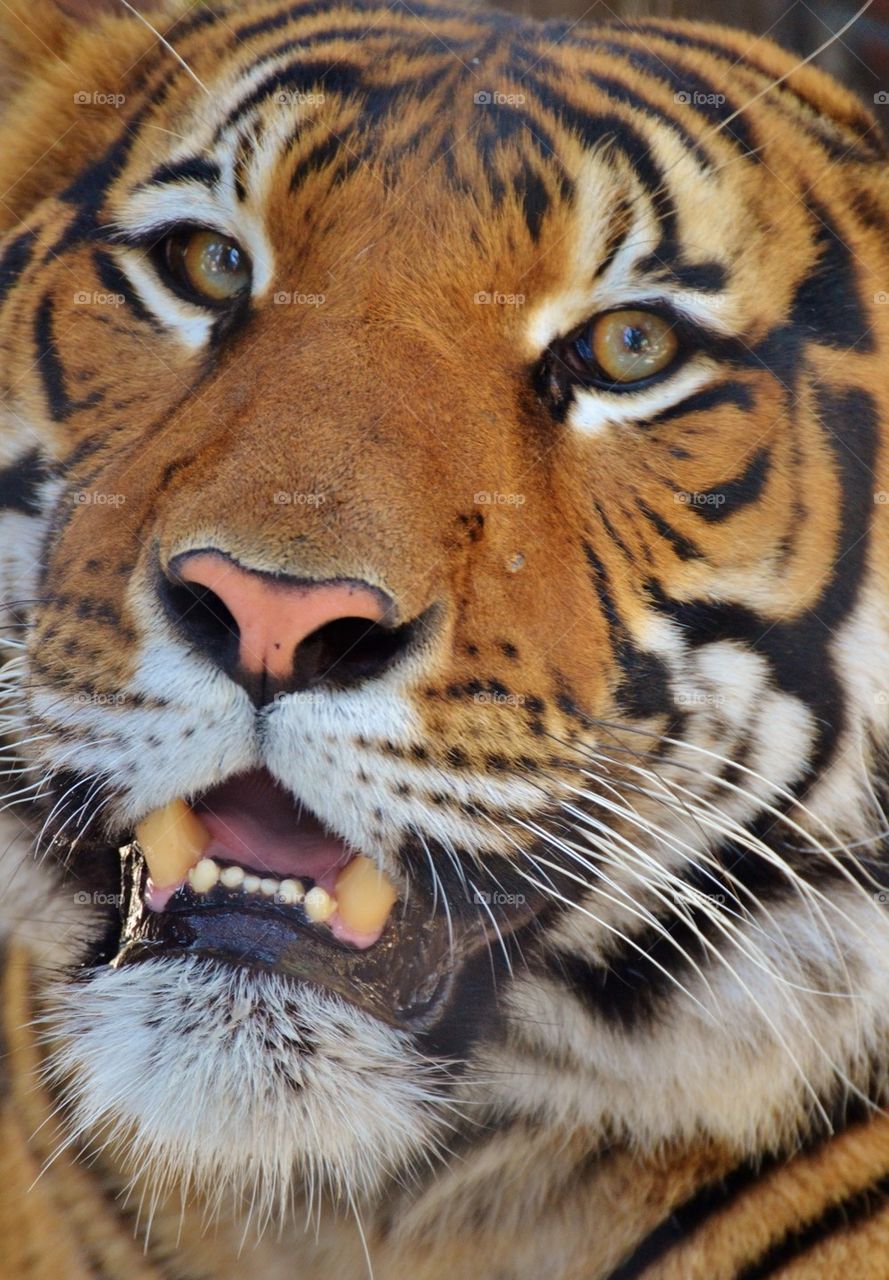 Tiger Portrait