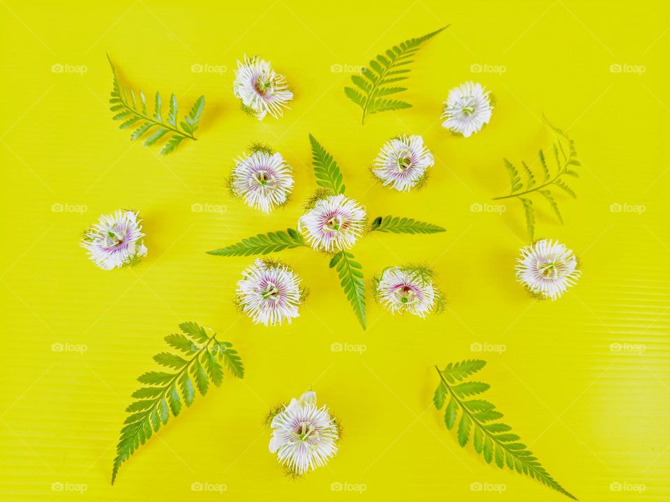 Stinking Passion flowers and fern leaves pattern background.