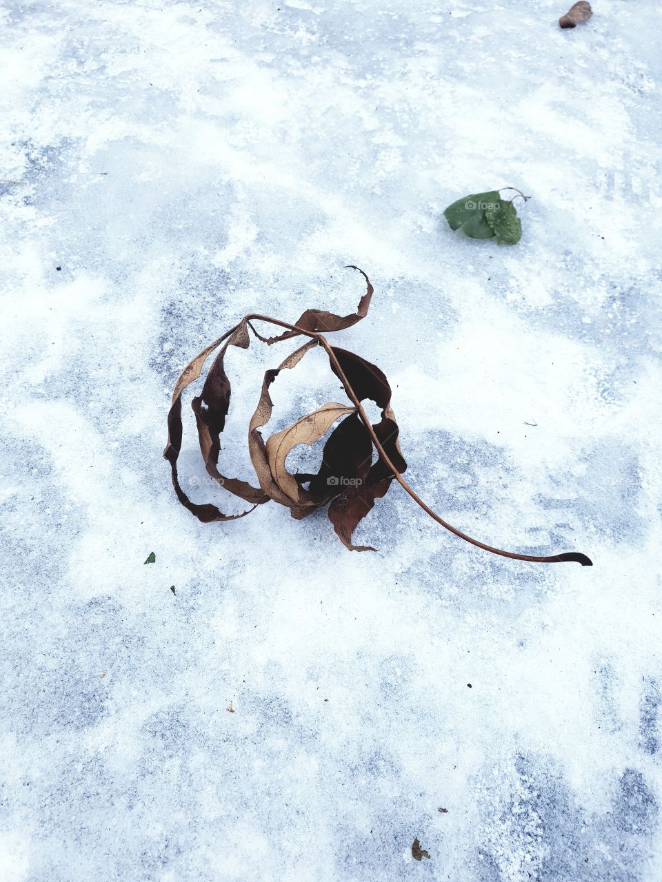 leaves on the snow