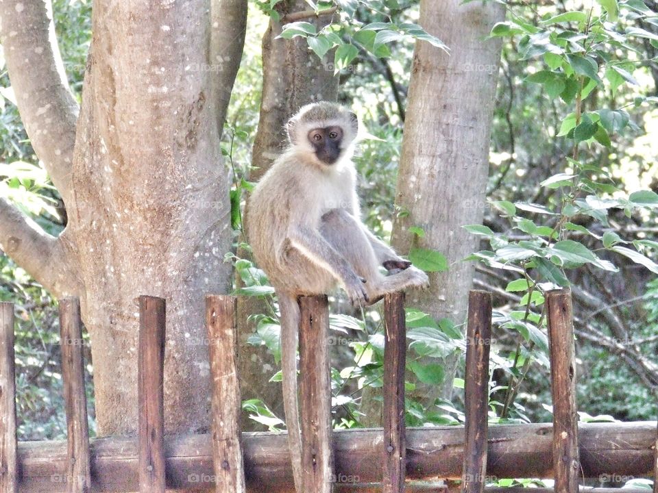 Monkey photo capturing their curious nature.