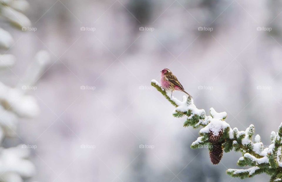 White Plum and Crimson Sparrow