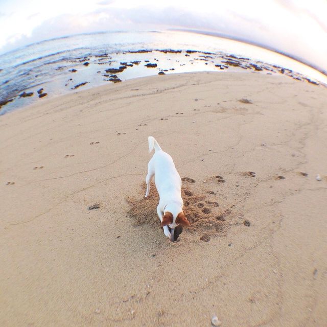 Digging Dog