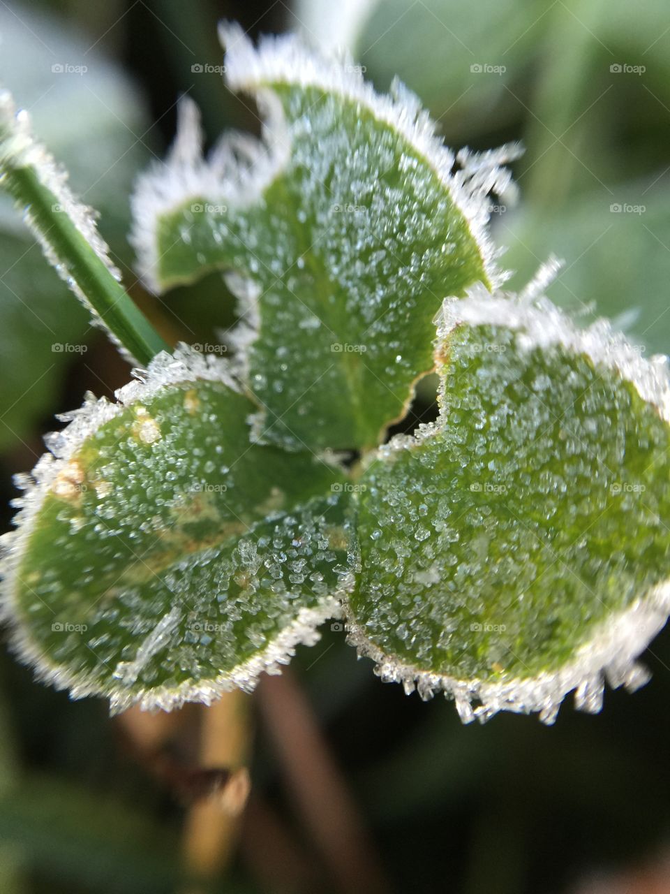 Frost on a clover