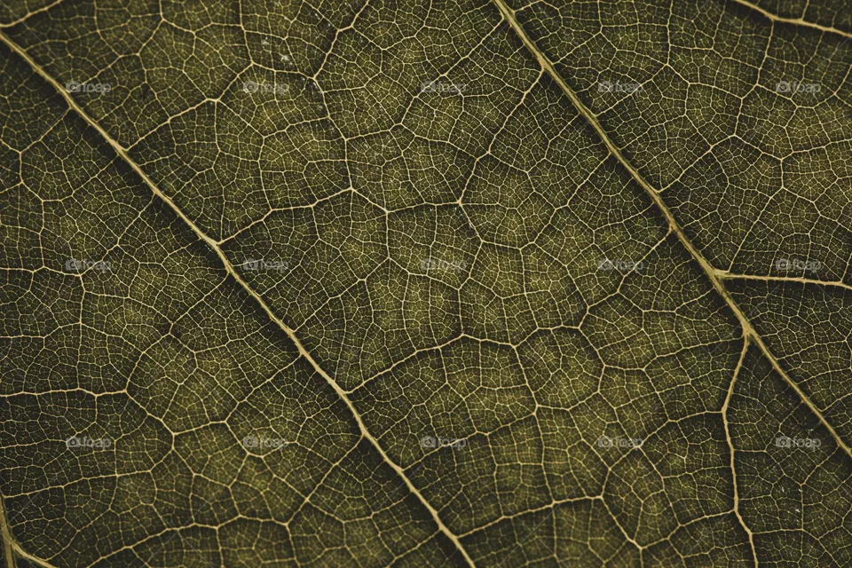 Leaf Close Up