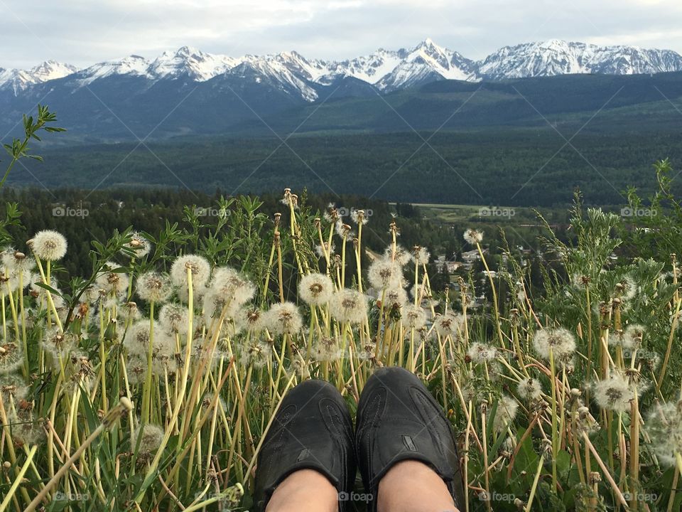 View from an alpine meadow  filled with seeded fluffy dandelions and looking across at the Canadian Rockies. 