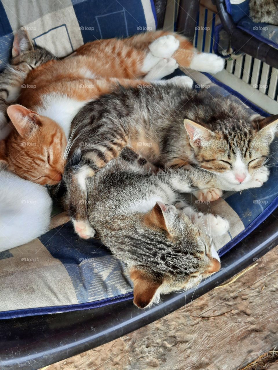 sleeping kittens on the porch