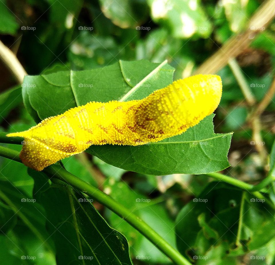big caterpillar eat green leaf  in long body     small Niddles in body  looking naturally