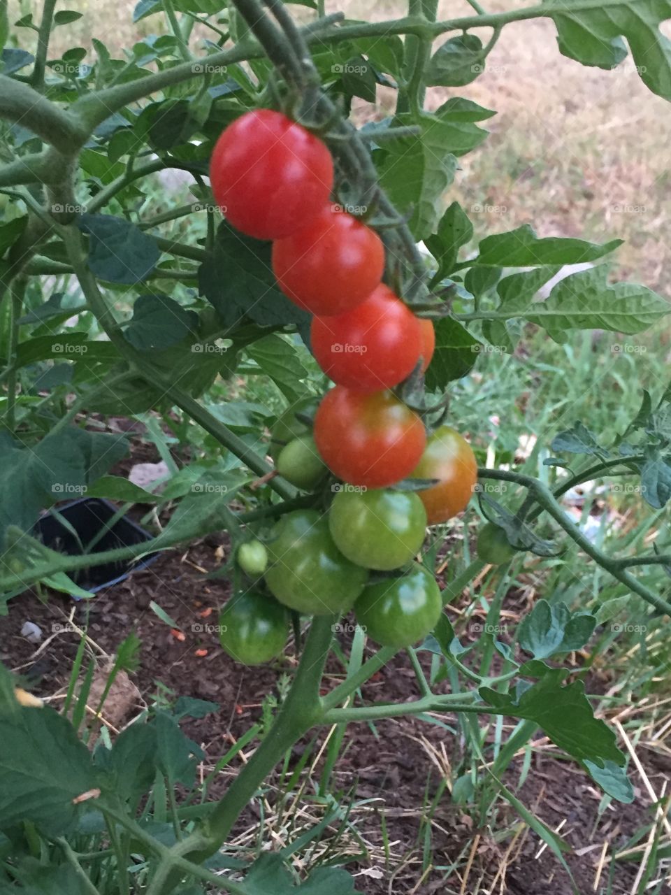 Ombré tomatoes red to green on the vine 