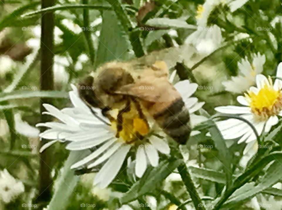 Bee Collecting 
