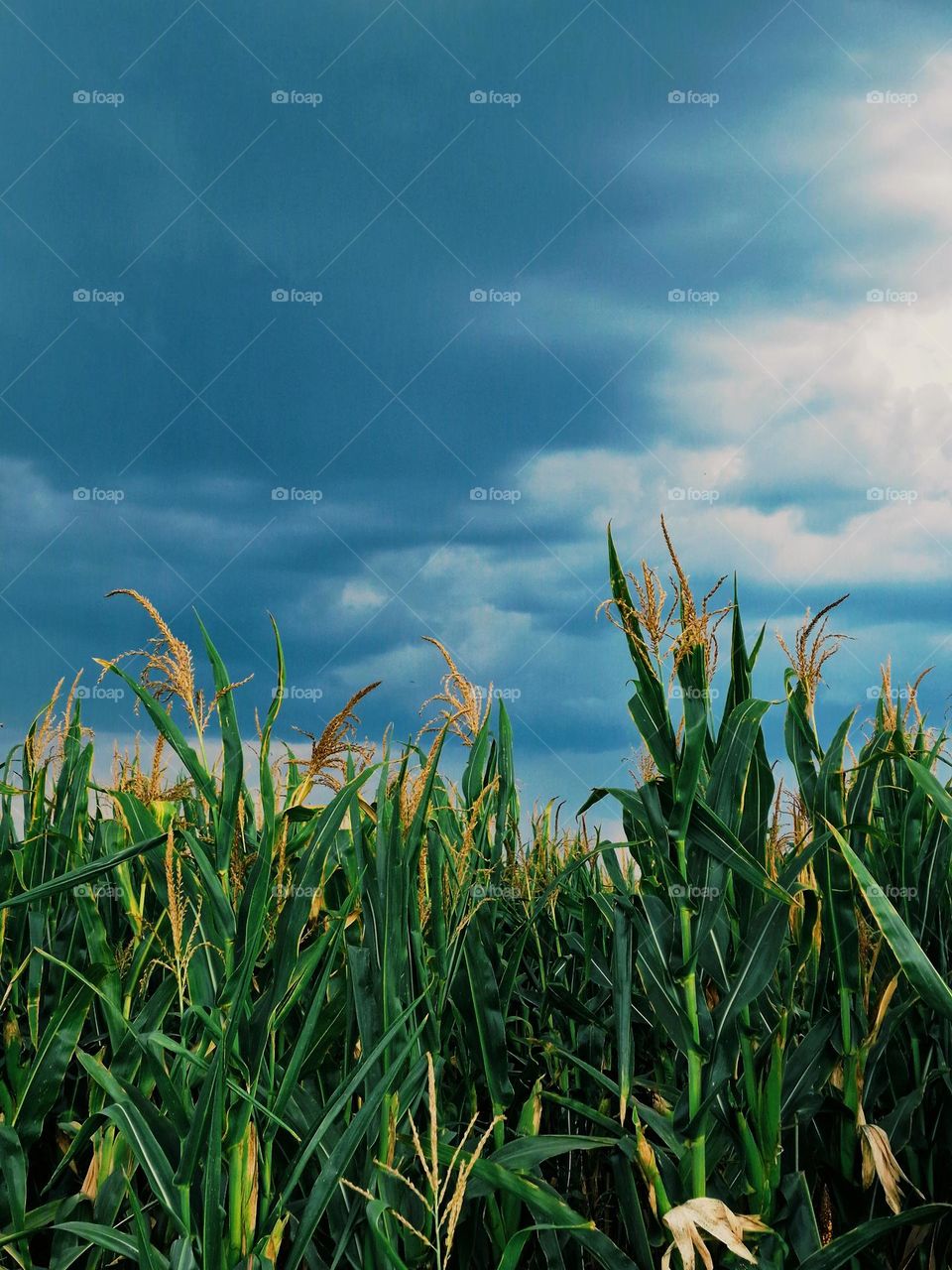 corn in the field