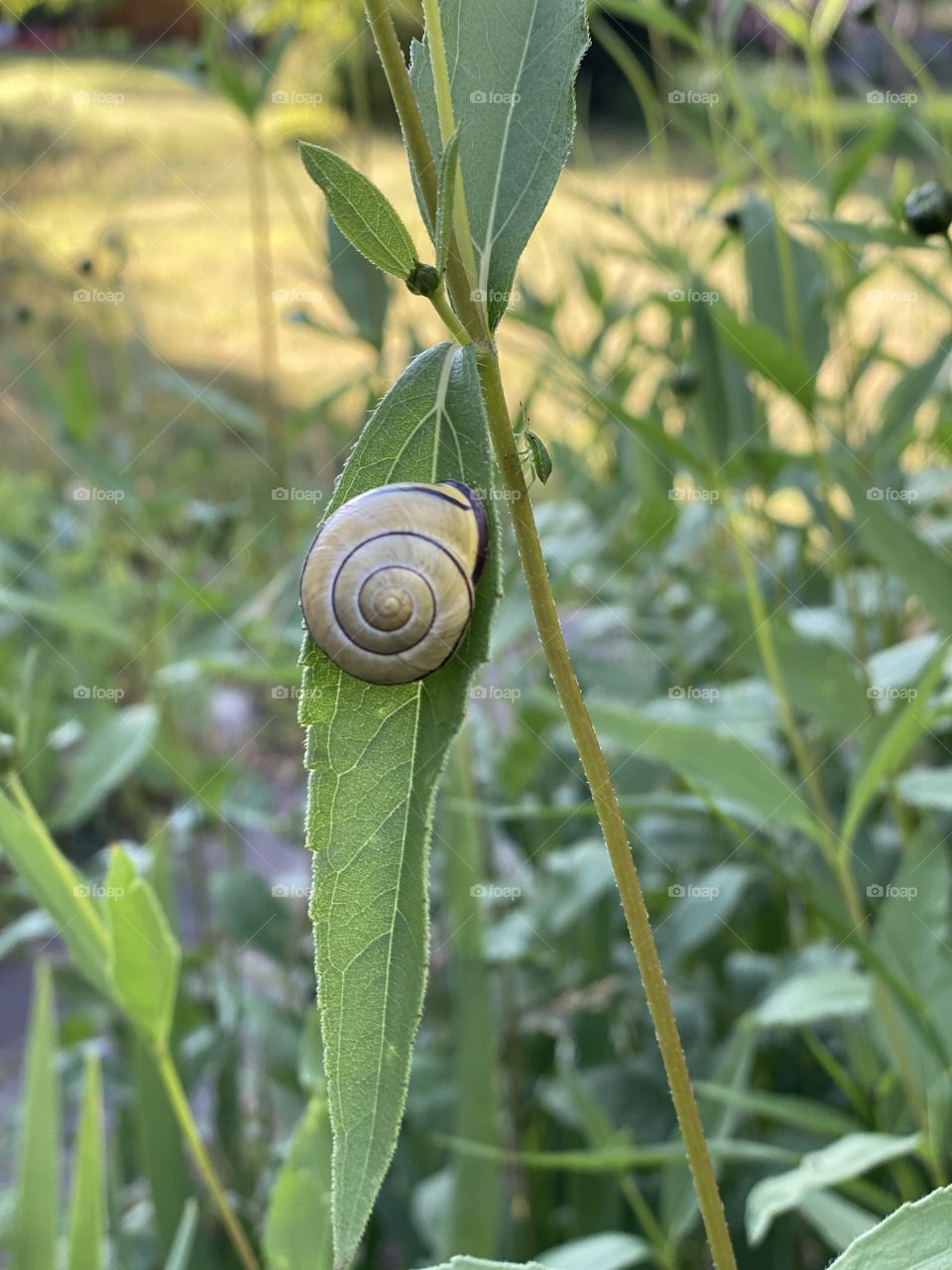 Schnecke auf dem Blatt