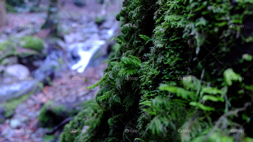 Forest after rain