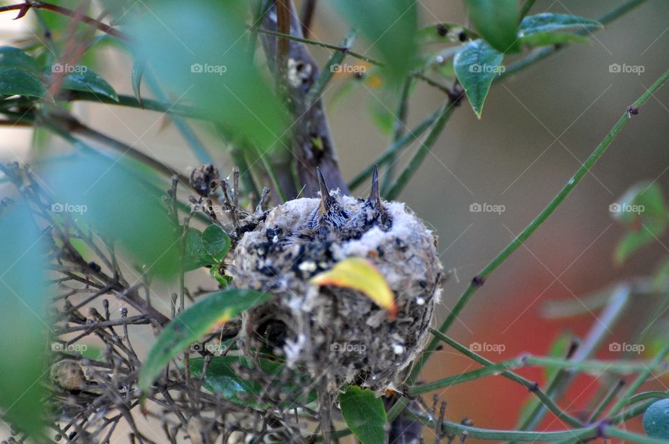 Little hummingbird chicks