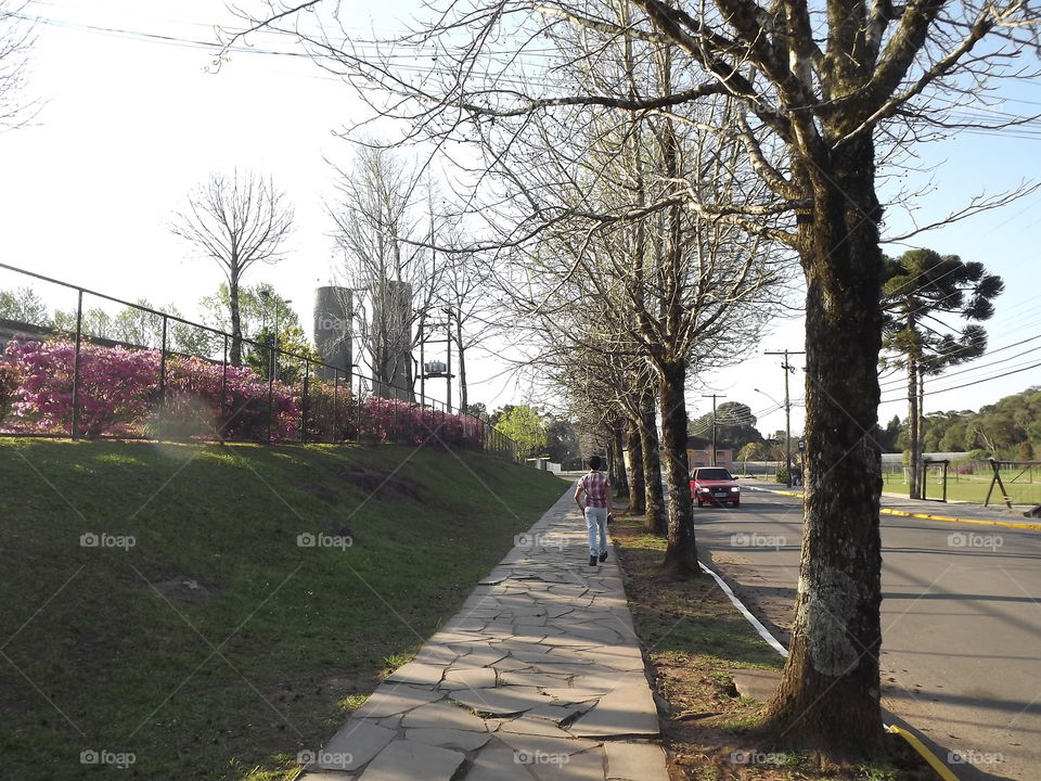 Tree, Road, Landscape, Guidance, No Person