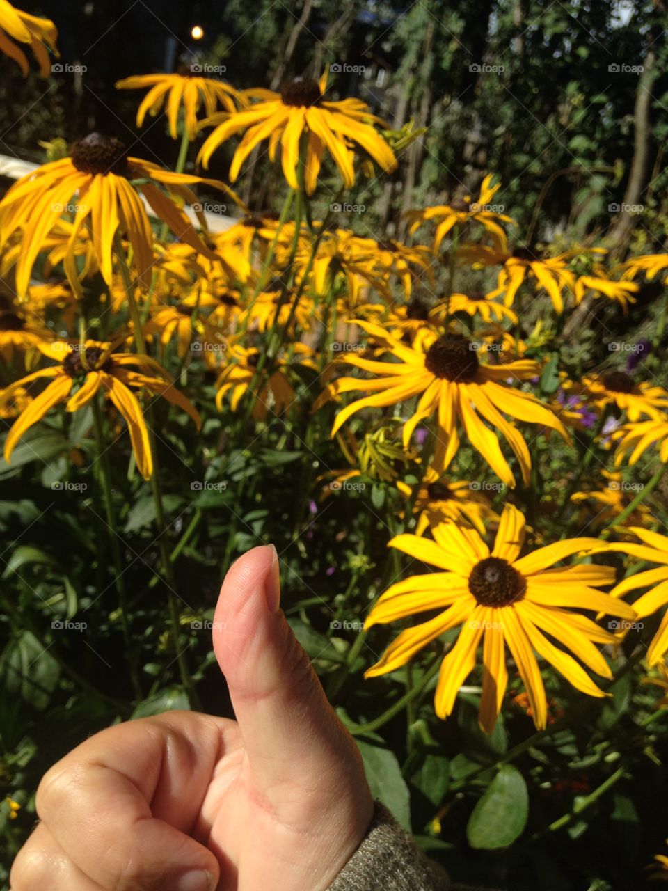 Blackeye Susan beauty