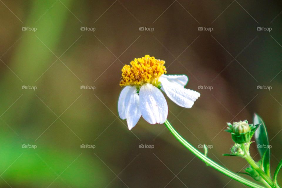 Close up view of a blooming wild daisy in sunny day with macro background 