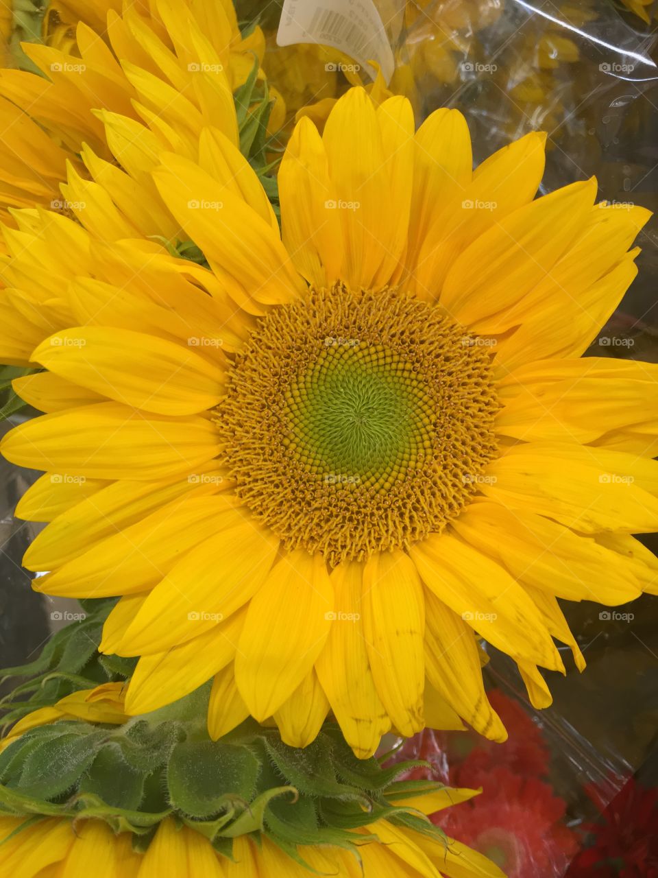 Closeup of a sunflower.