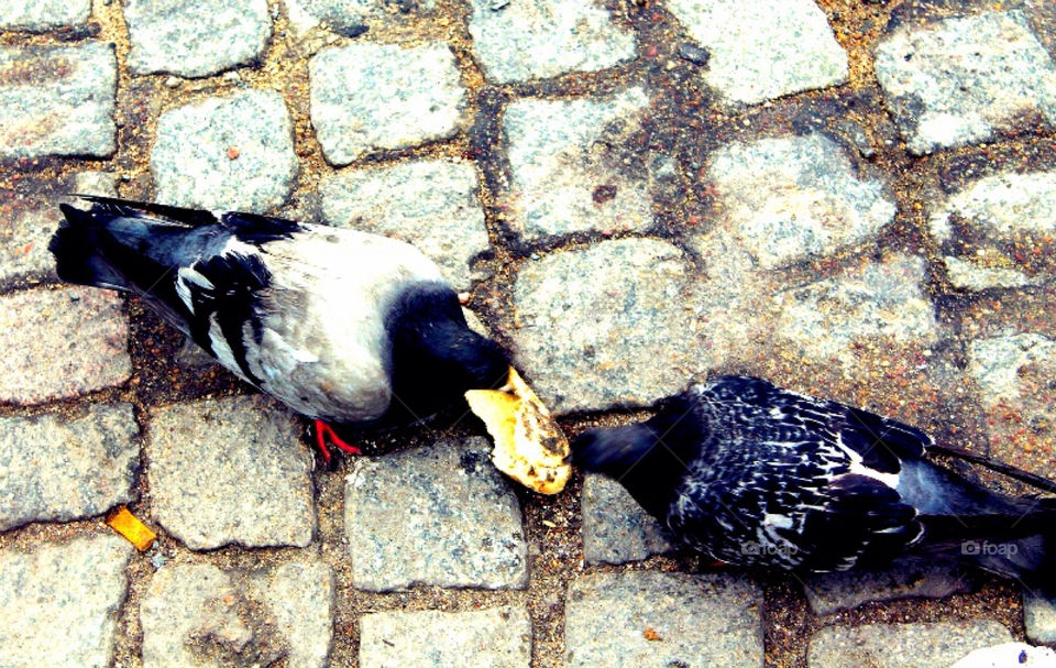 street birds eating paris by merethe