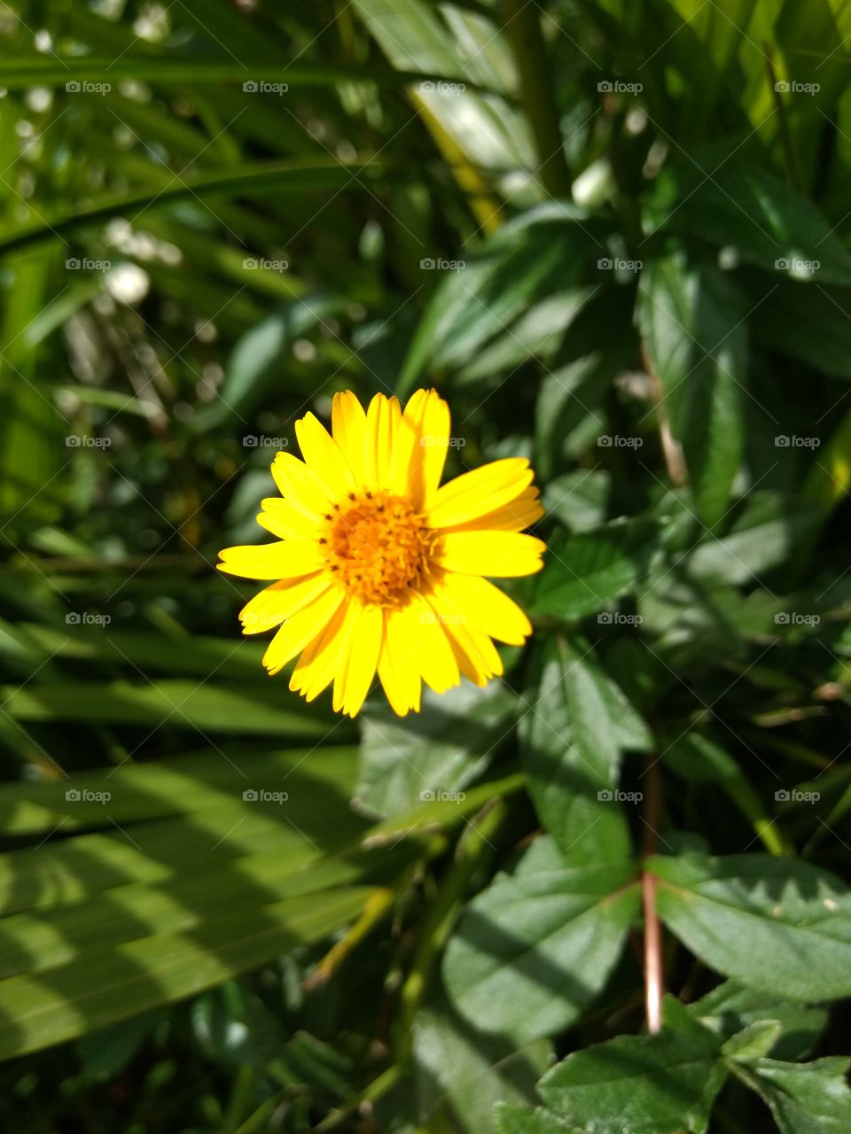 Yellow daisy