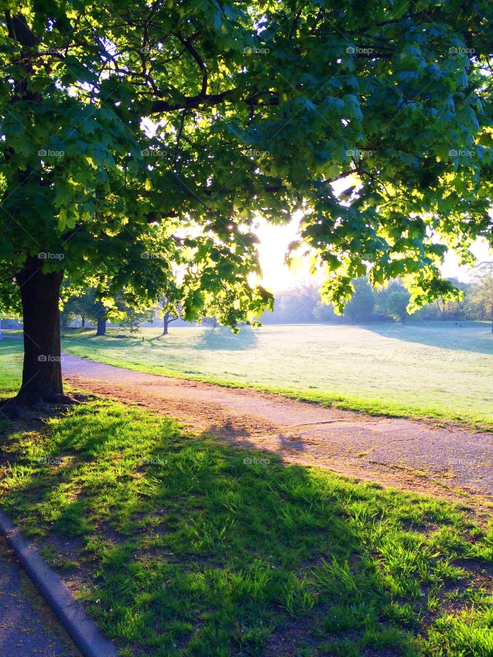 Morning sunrise in the park