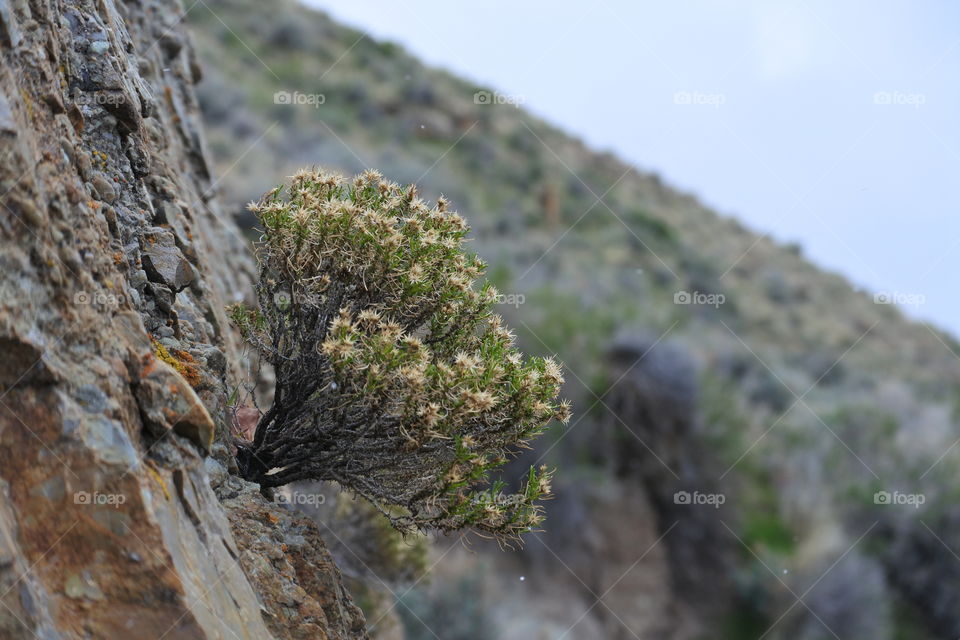 Perseverance - even a plant can find a place to thrive in the crack of a rock