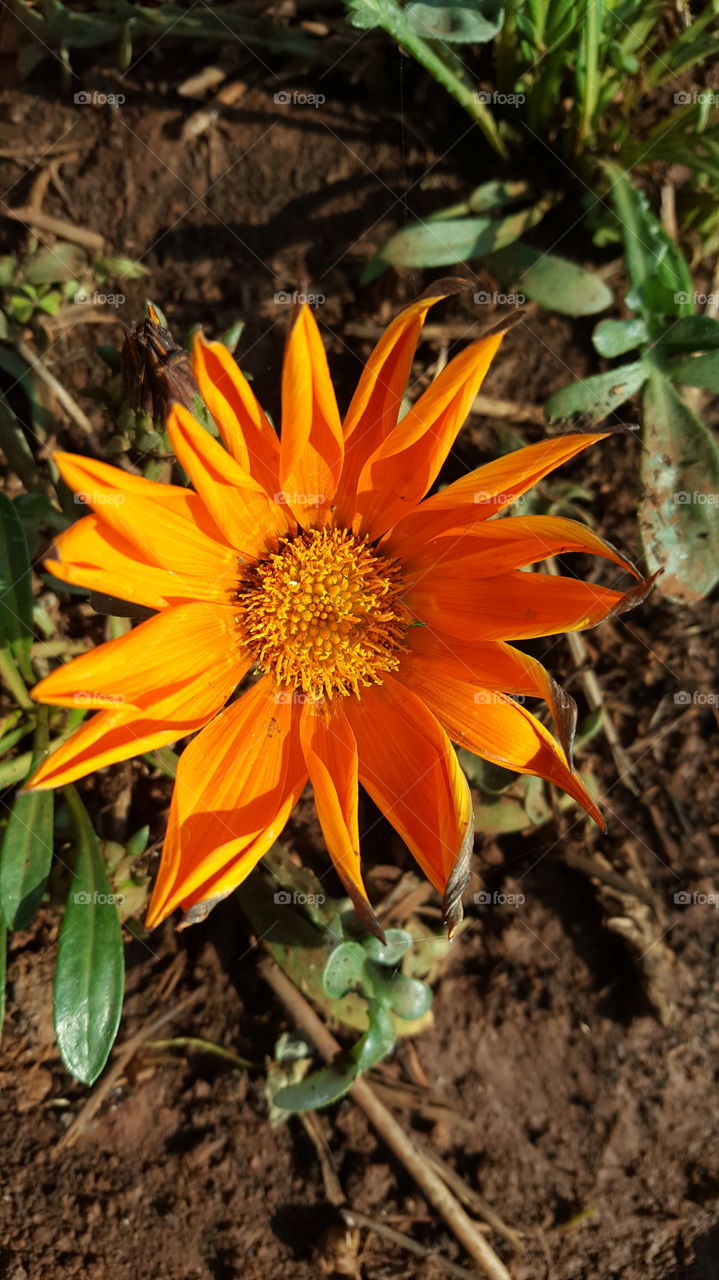 Orange Blooms