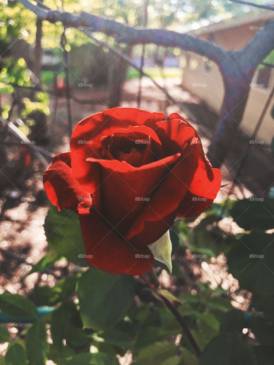 Rose in the sunlight