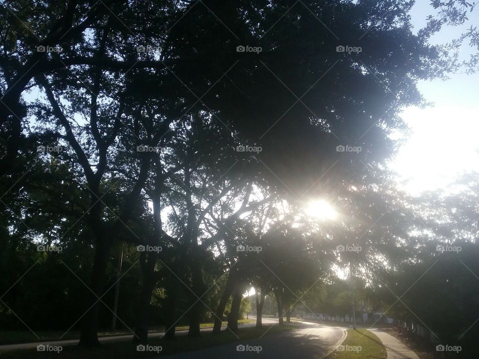 ~Peaking Through the Trees~