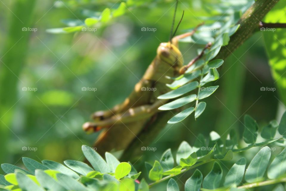 grasshoppers on tree branches