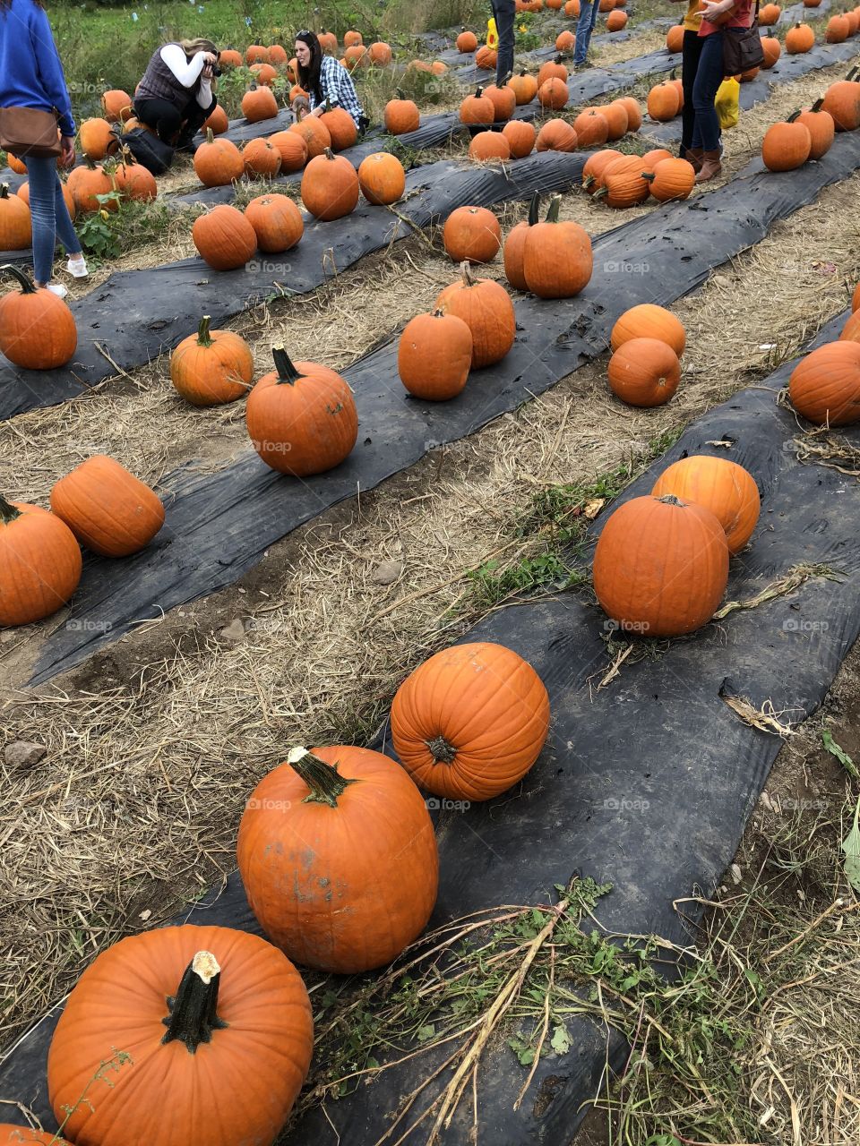 Pumpkins all in a Row