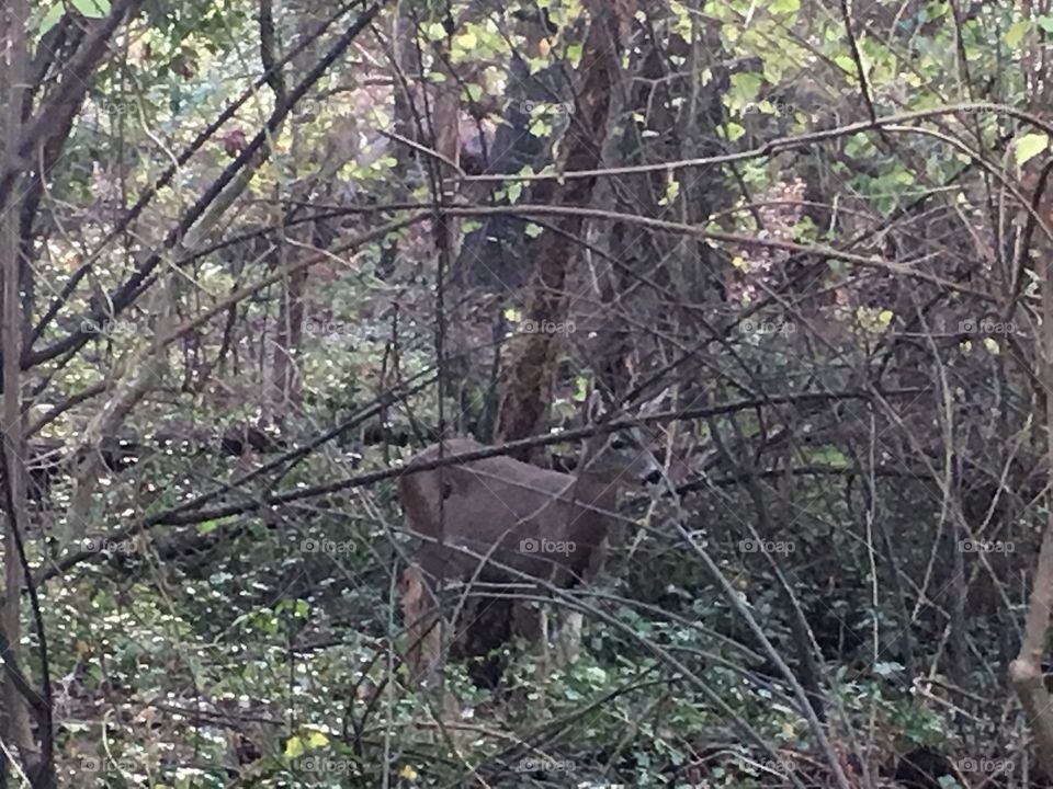 Deer standing in forest