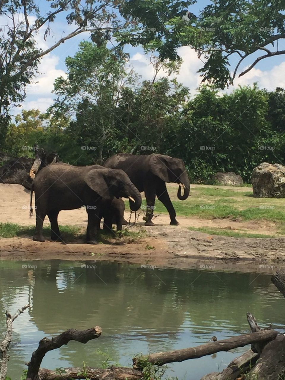 elefantes en su hábitat