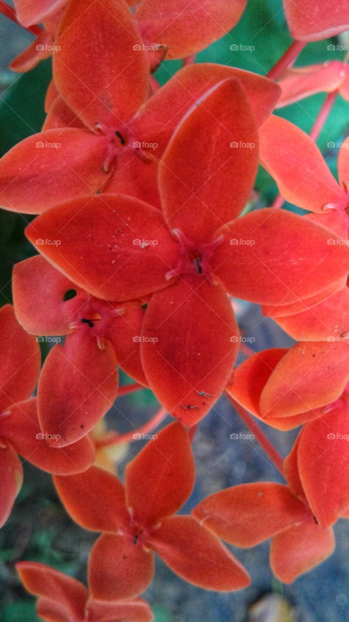 red colour flowers  🌺