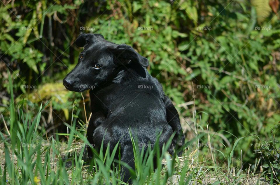 dog in the field