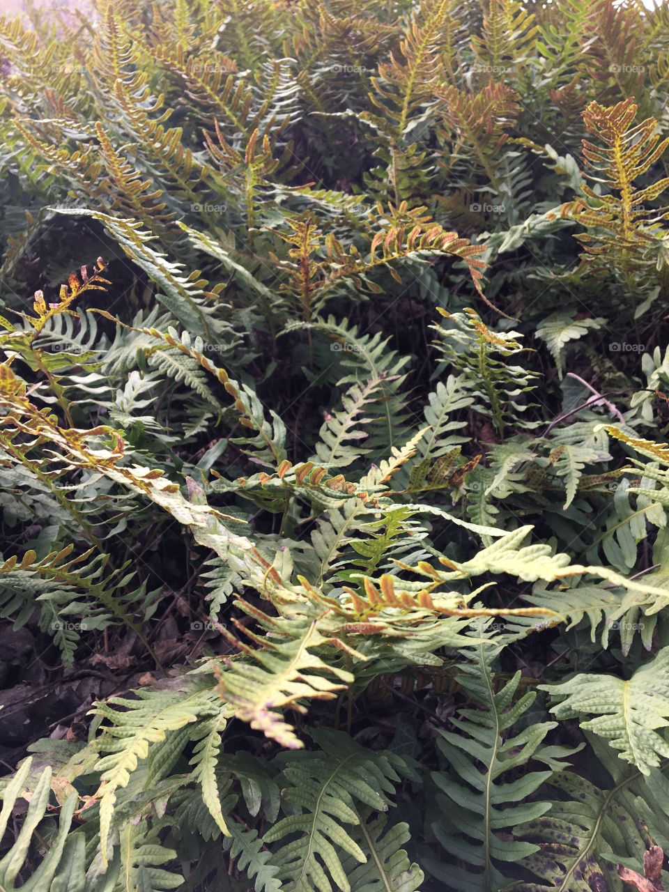 Carpet of new ferns of the year