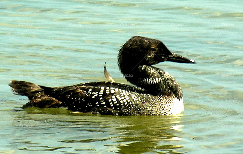 Loon